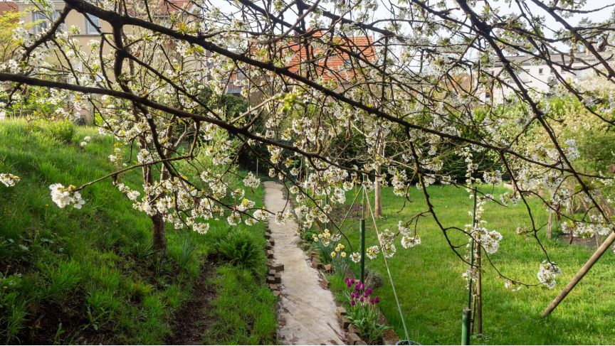 Le jardin de Michel_Michel Campion (2)