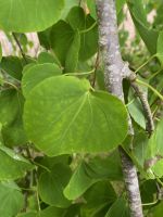 arbre_caramel