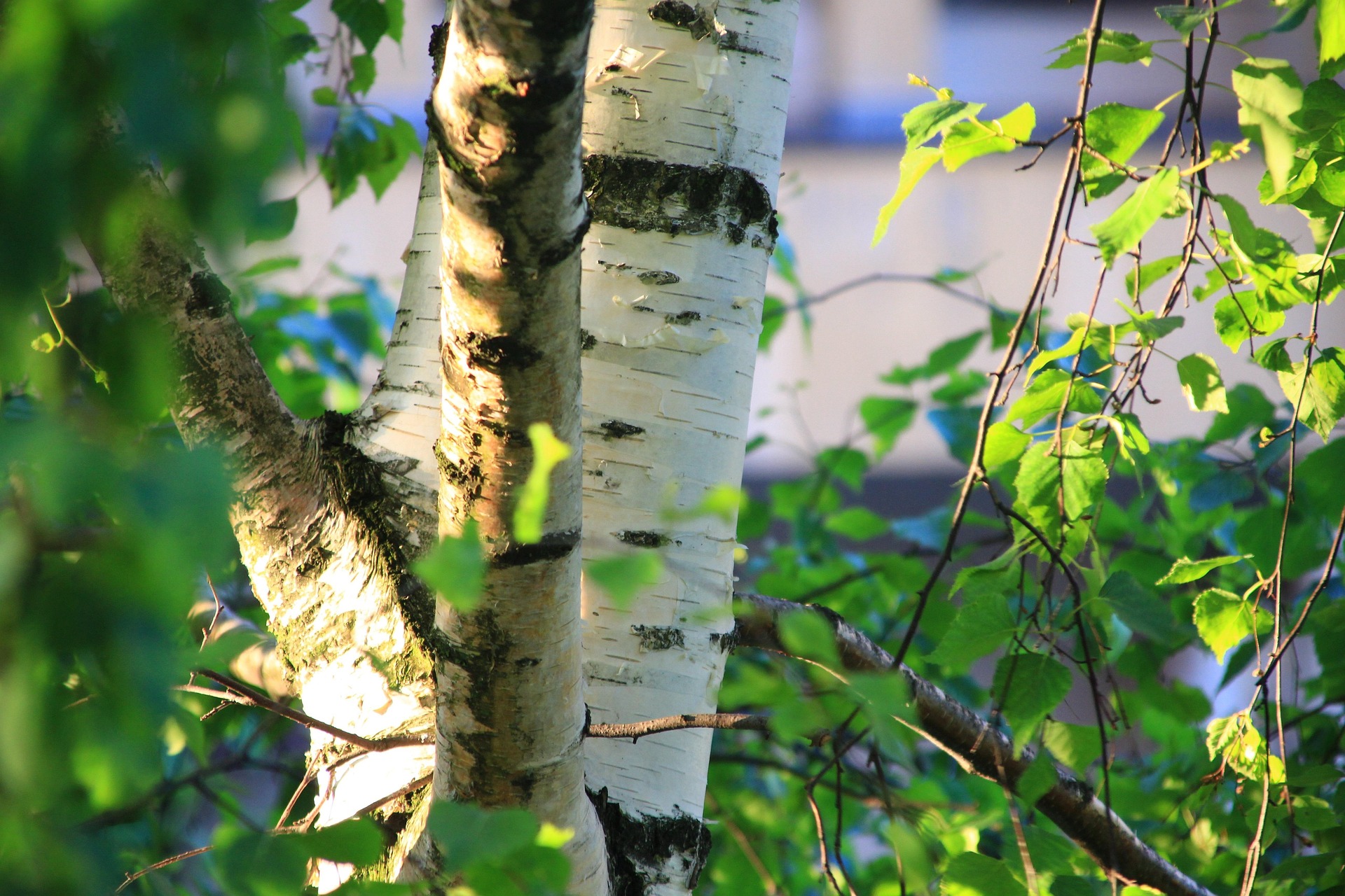 birch-2539128_1920