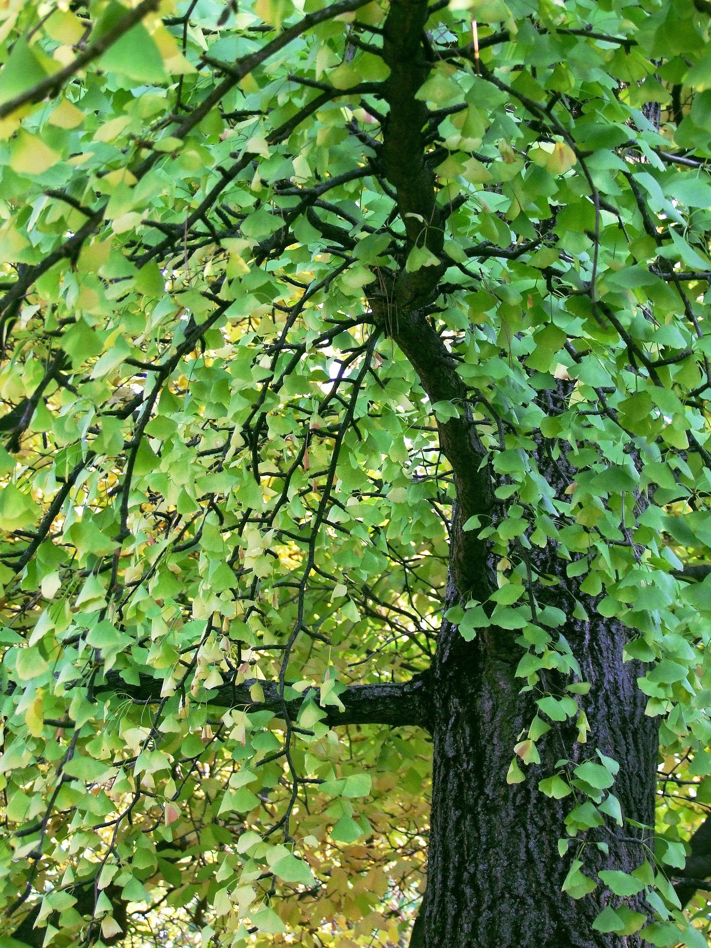ginkgo_vert