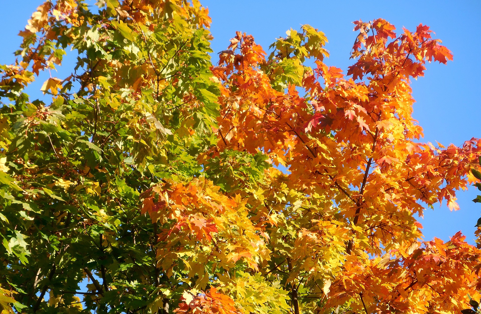 maple-4517497_1920