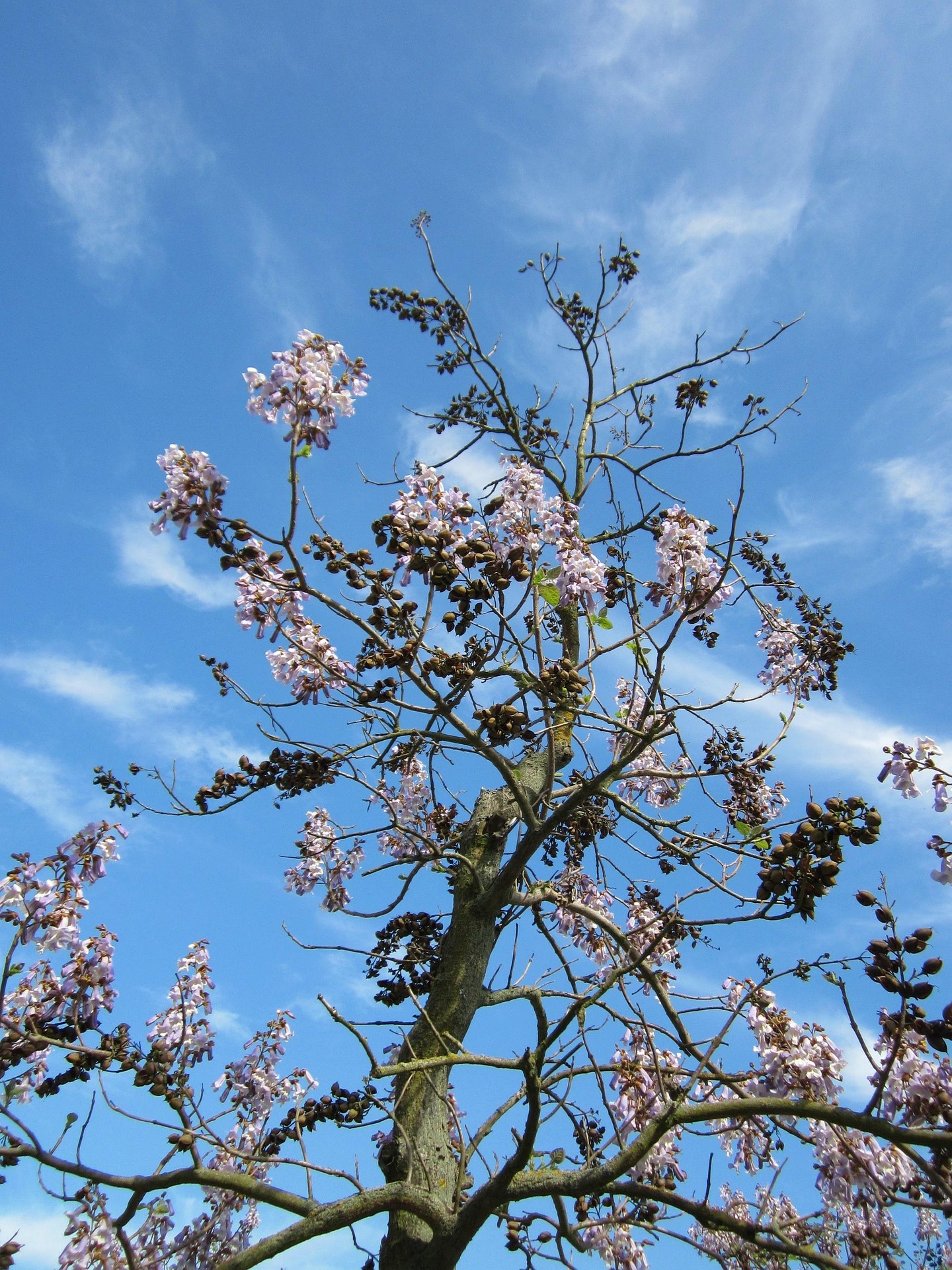 paulownia-tomentosa-846557_1920