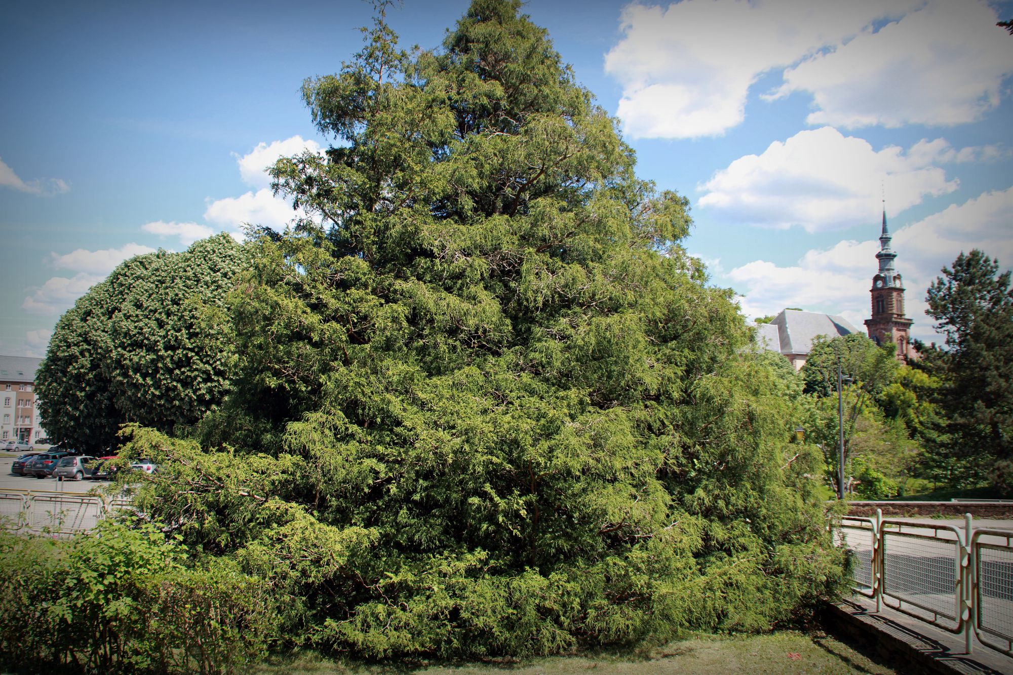 Pisifera 1