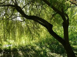 salix_plaureur