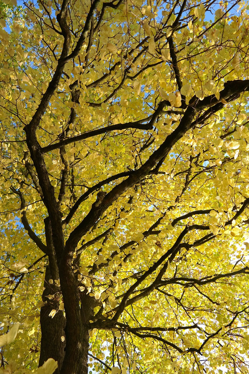 tilleul_tilia_platyphyllos